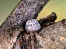 Allophyes oxyacanthae_яйцо